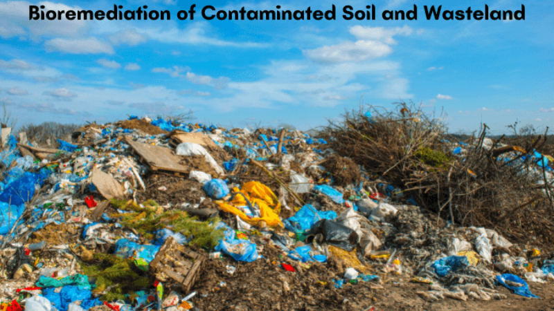 Bioremediation of Contaminated Soil